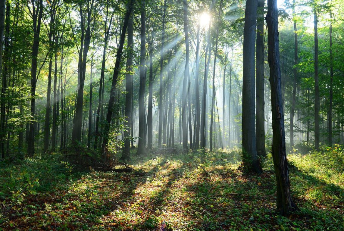 Foresta_2_ftlia.jpg
