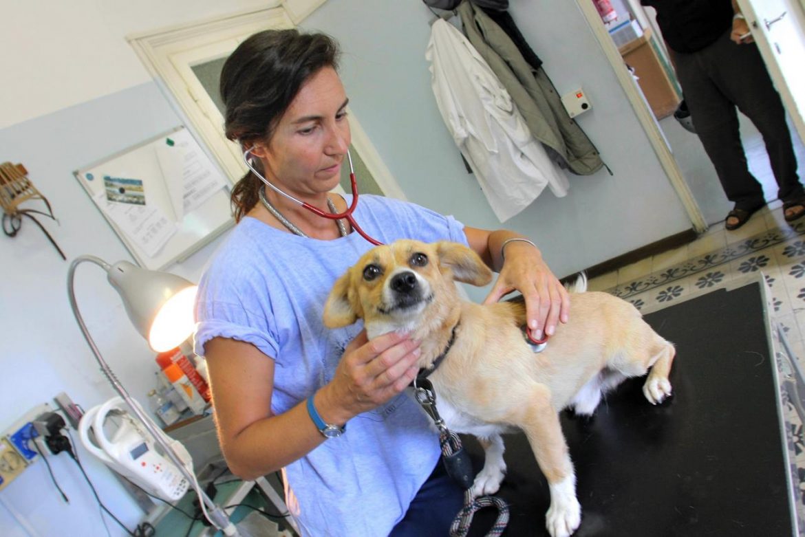 Veterinario_cane_ftg_3-3-2786016921.jpg