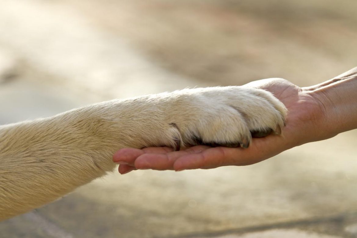 animali_cane_zampa_pet_therapy_ftlia.jpg