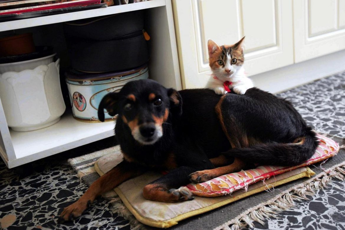 cane_gatto2_Fg.jpg