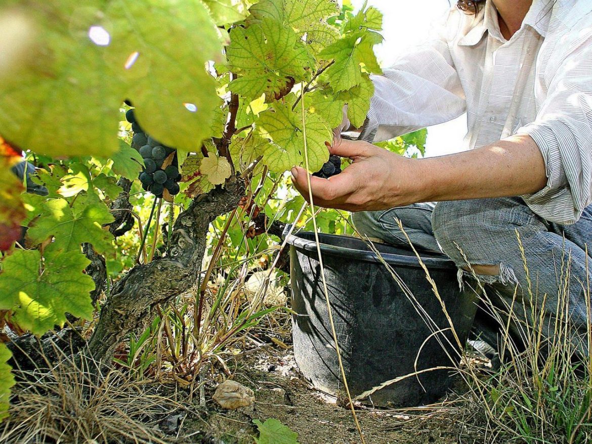 vigna_vite_FTG_IPA-kw5D-1280×960@Produzione.jpg