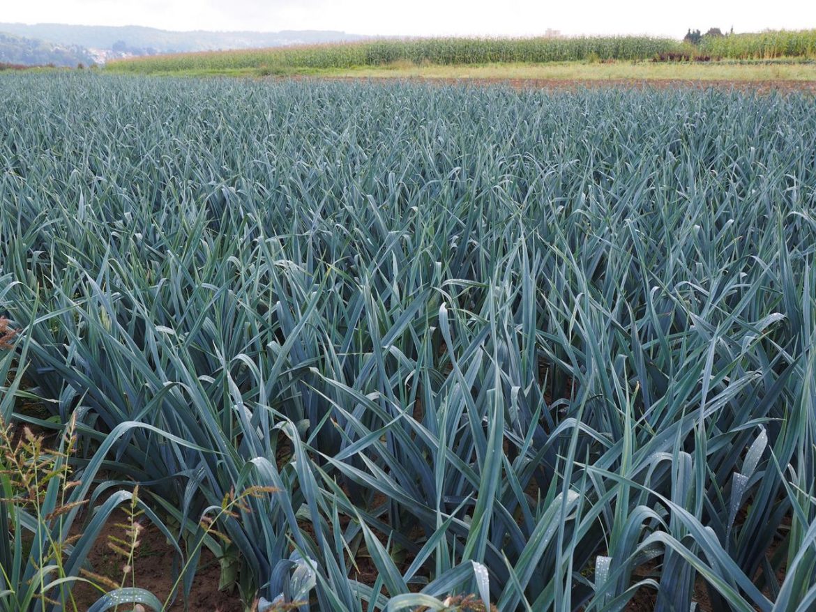 leek-field-694206_1920.jpg
