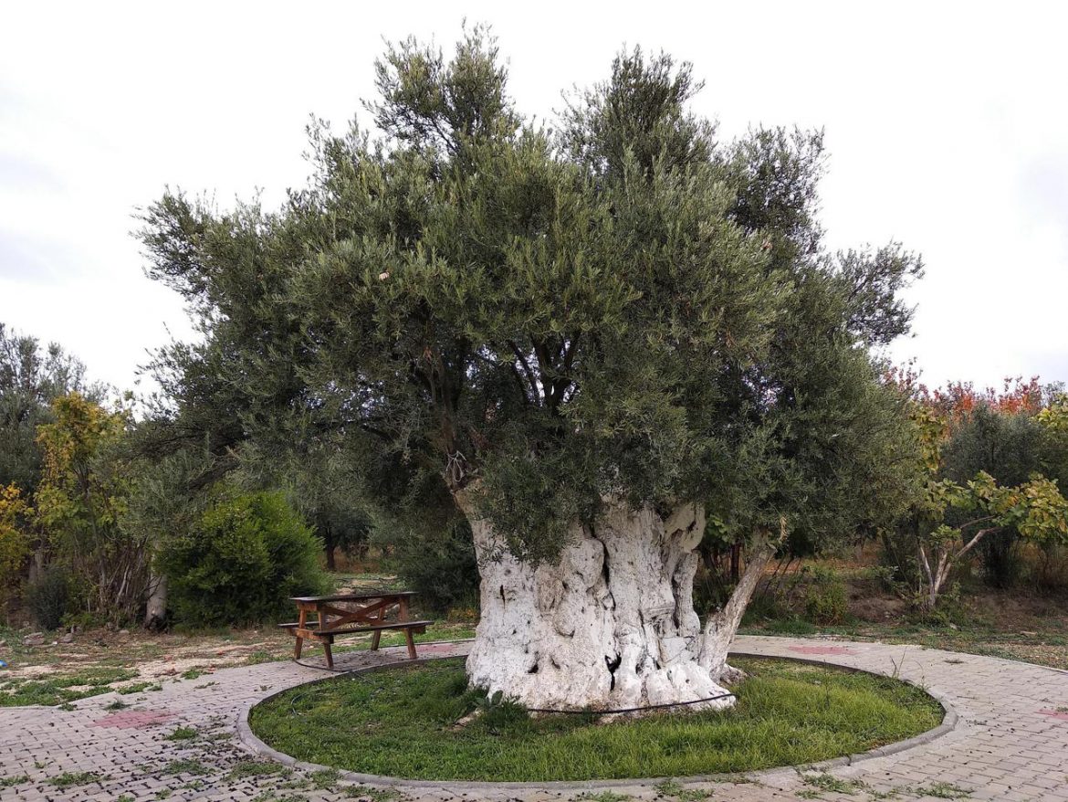 olive-6060876_1920.jpg