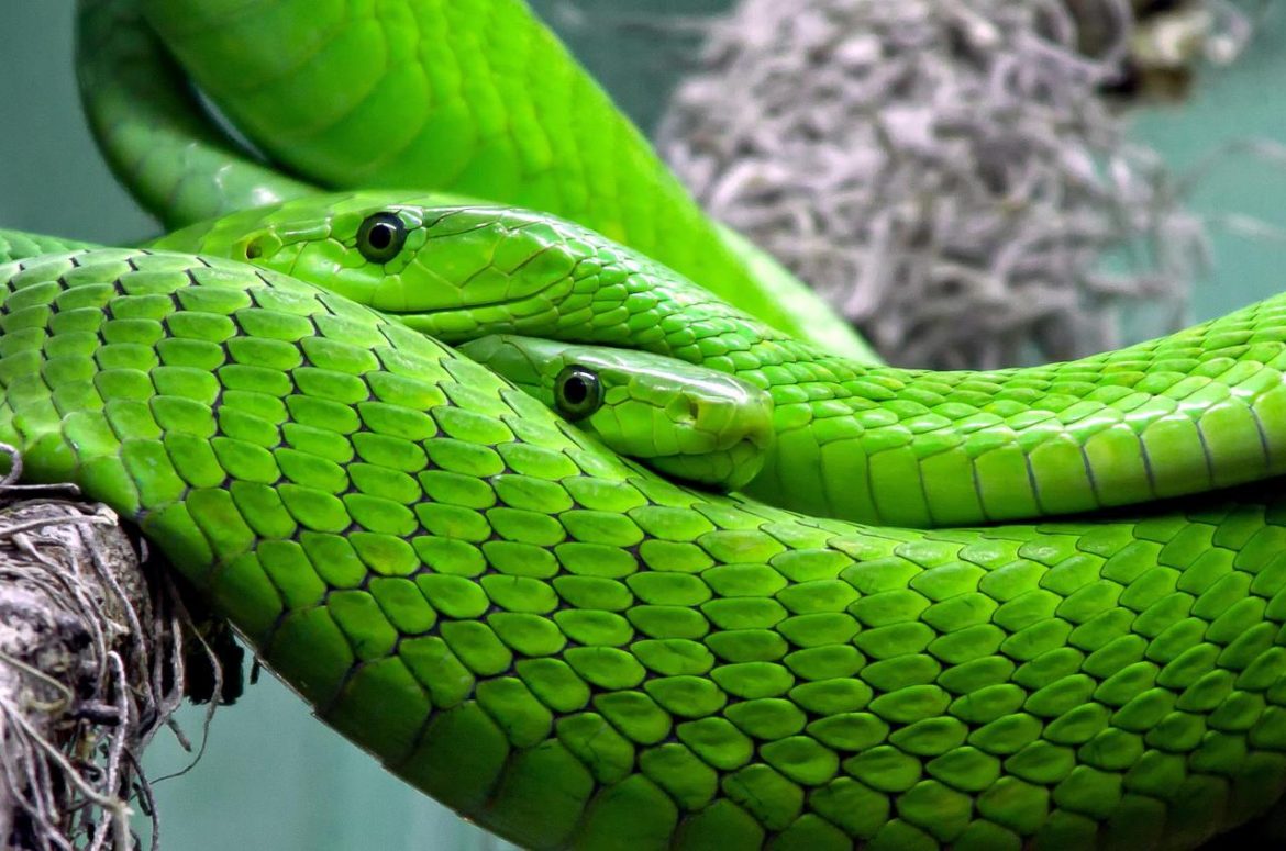 snakes-653639_1920.jpg