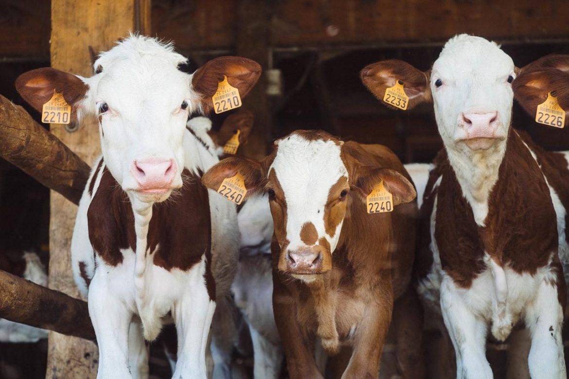 cows-1209635_1920.jpg