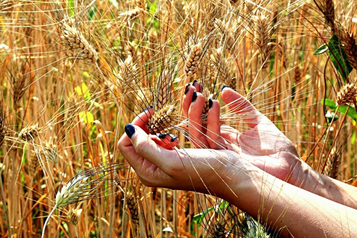 grano_fotogramma.jpg