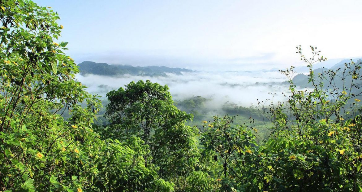 amazonia-5406522_1920.jpg