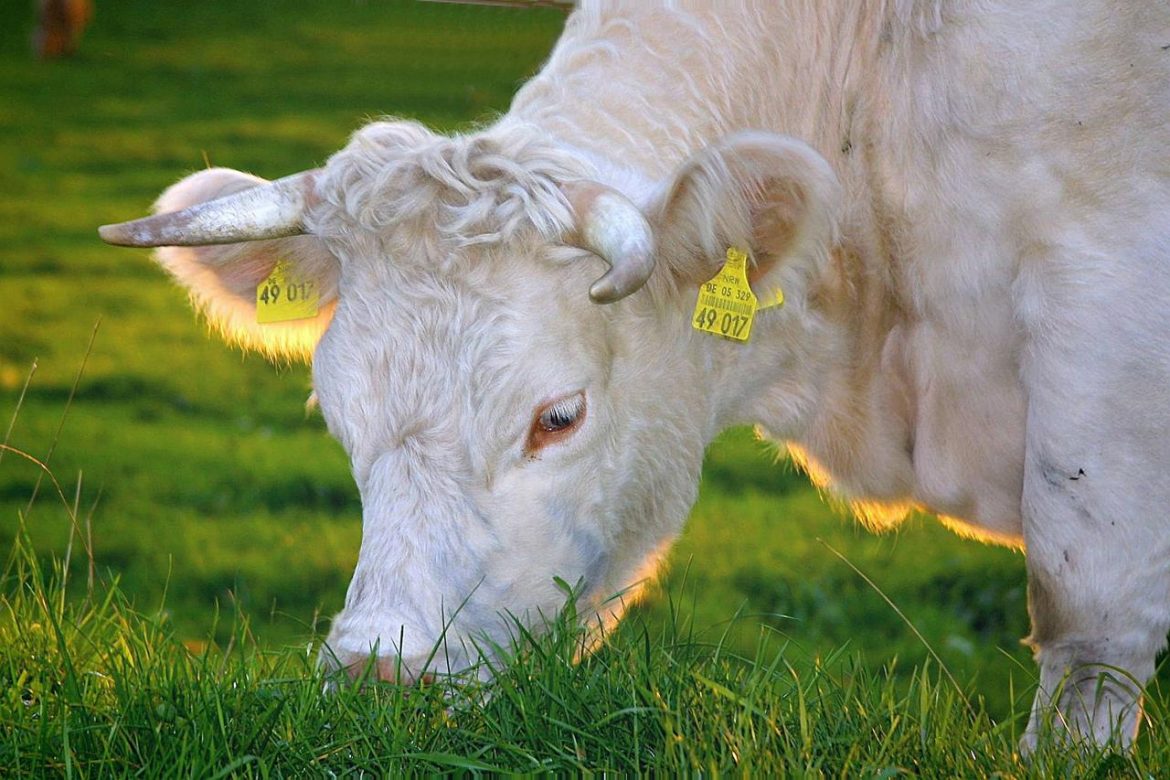 happy-cows-263766_1920.jpg