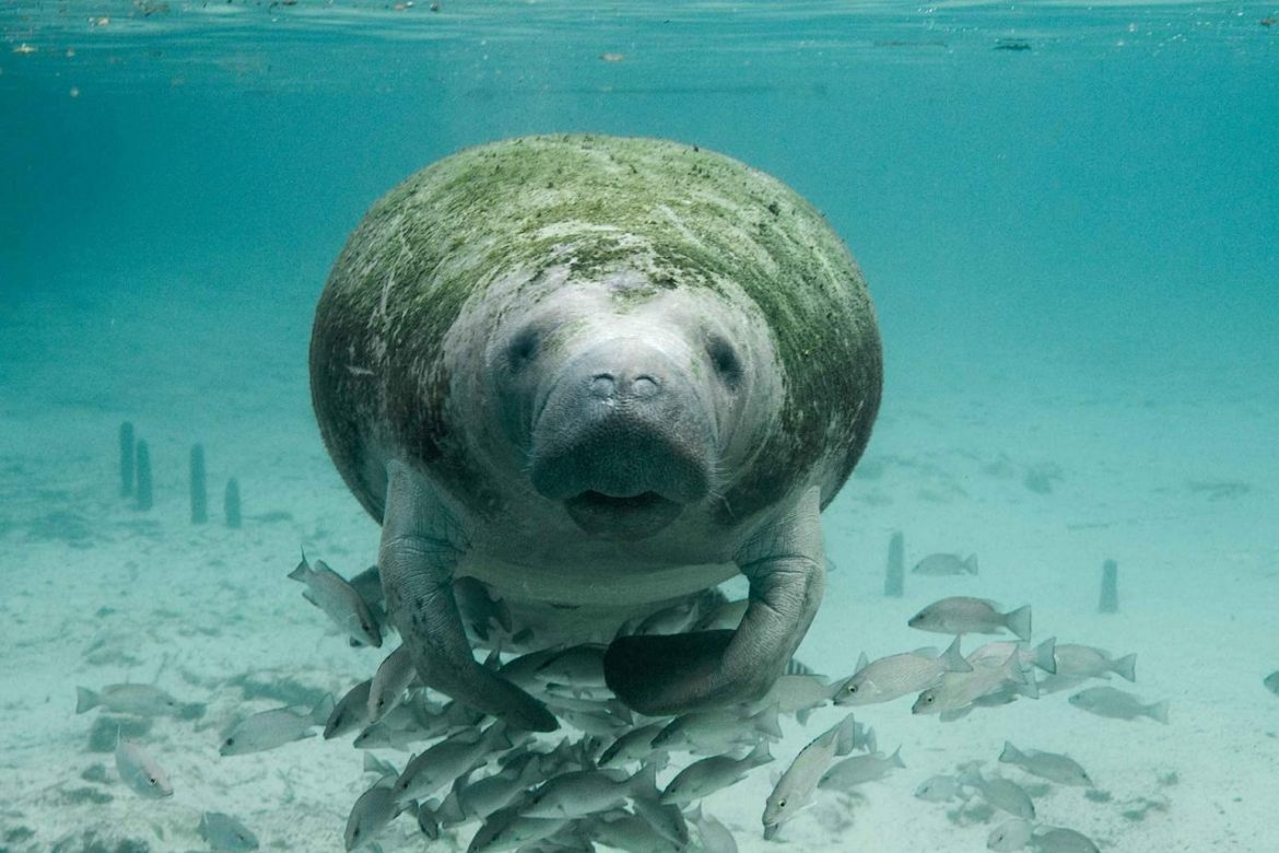 manatee-387193_1920.jpg