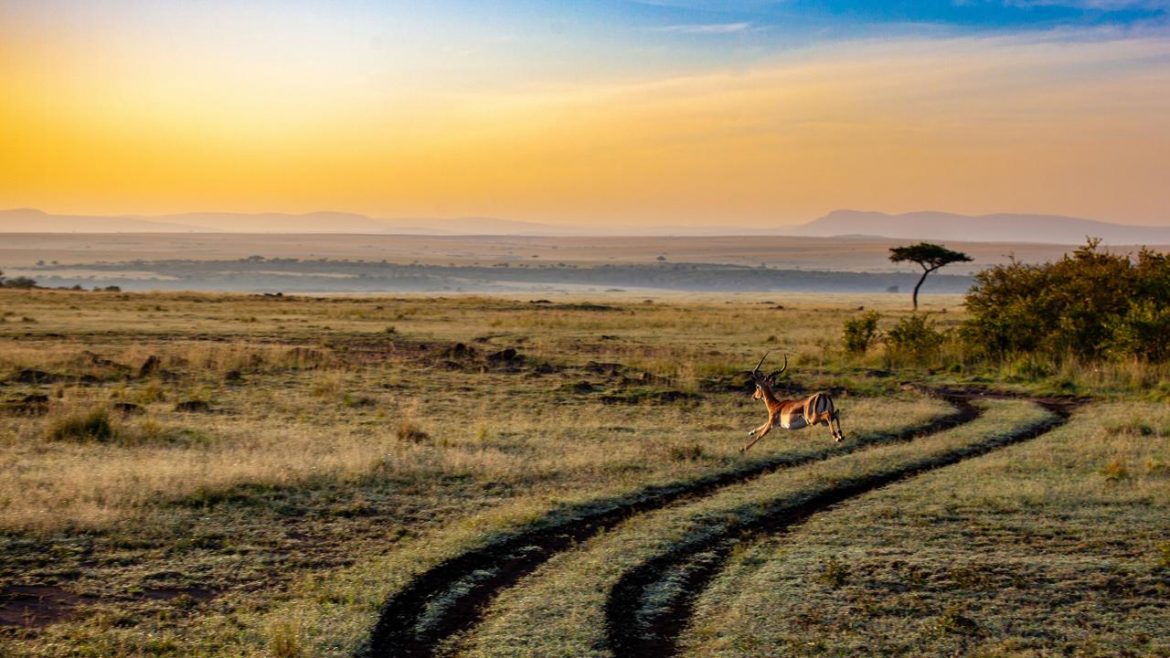 antelope-4121962_1920.jpg