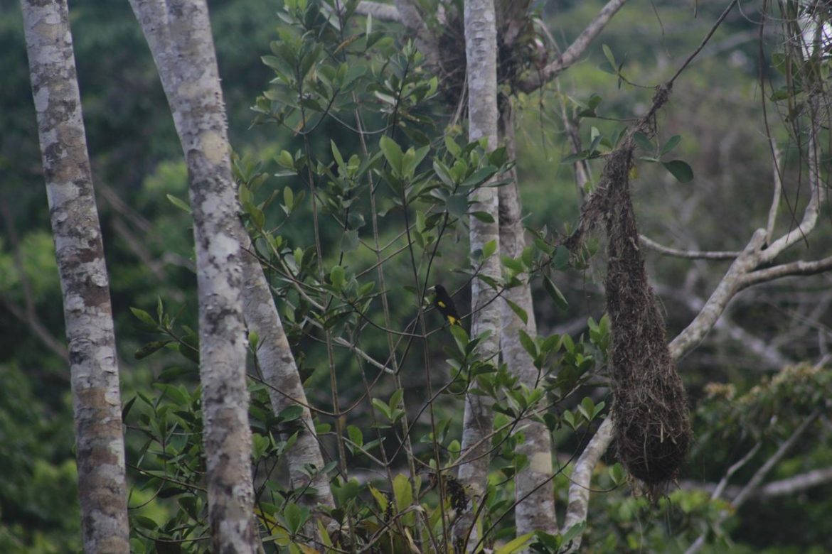 trees-6739723_1920.jpg