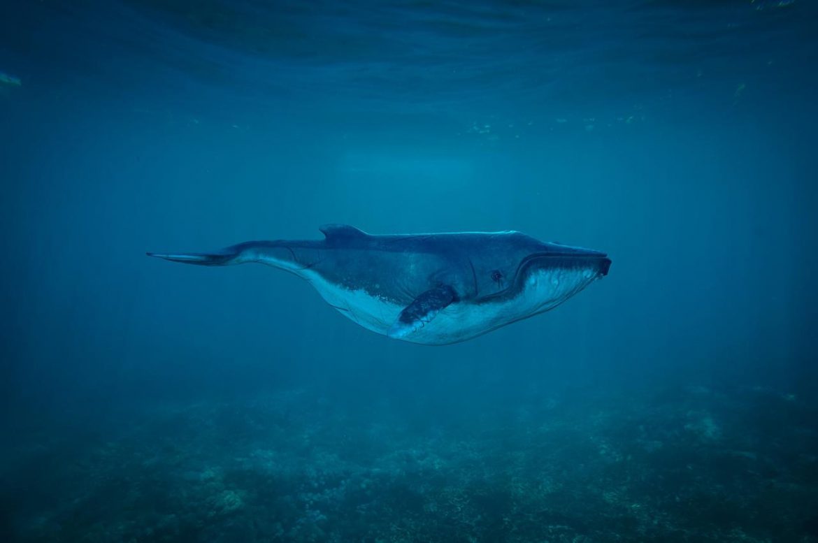 whale-1696051_1920.jpg
