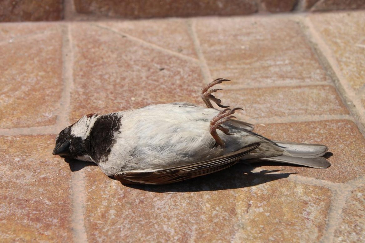 sparrow-87862_1920.jpg