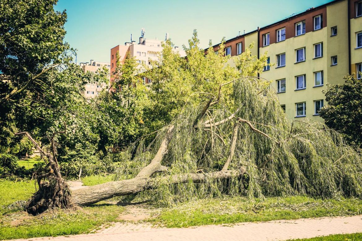 Albero-spezzato-vento-forte_Canva.jpg