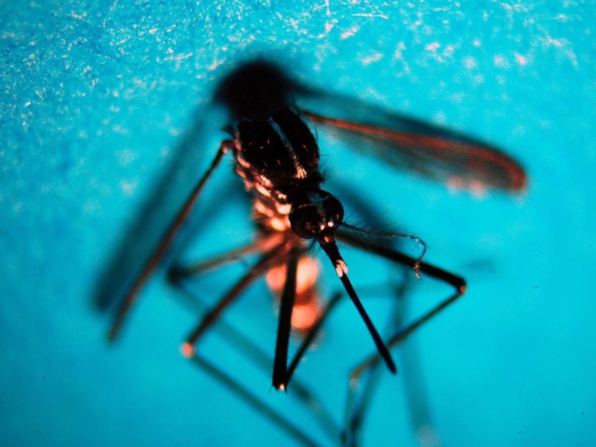 west_nile_fg_ipa.jpg