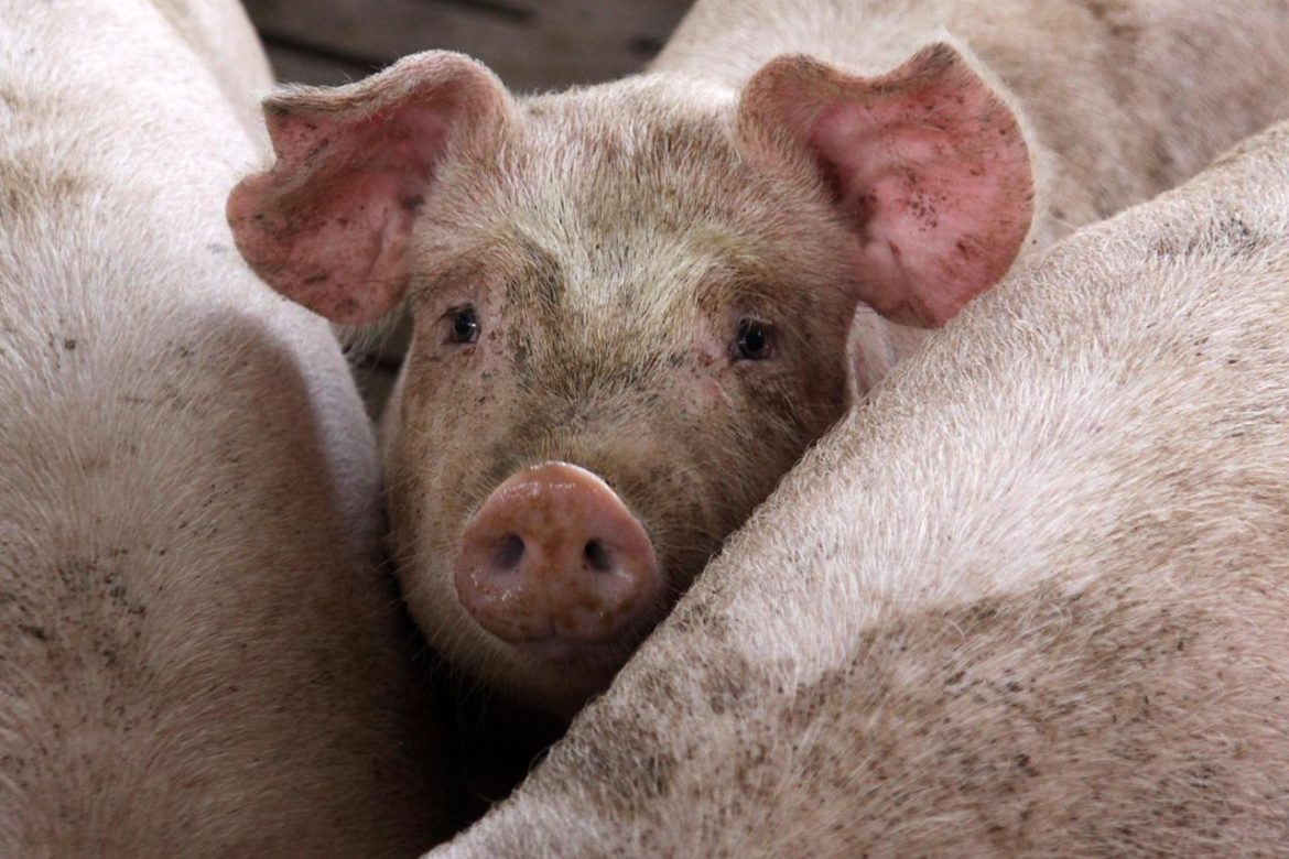 maiali_allevamento_fg.jpg