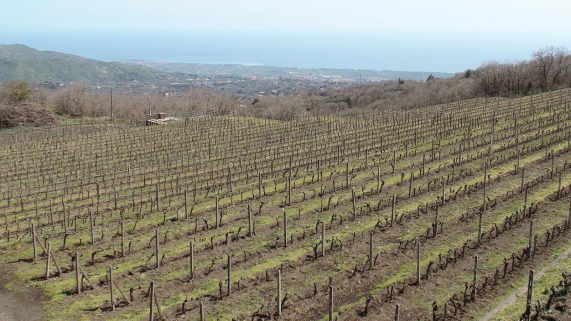 vigneto_sicilia.JPG