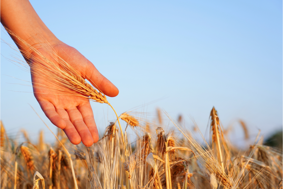 grano_free.png