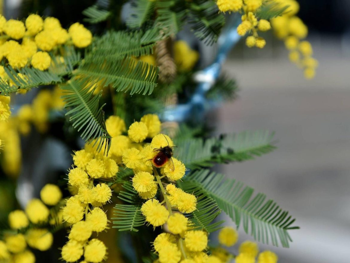 mimosa_festa_donne_ftg-U10250213291FnF-1280×960@Web.jpg