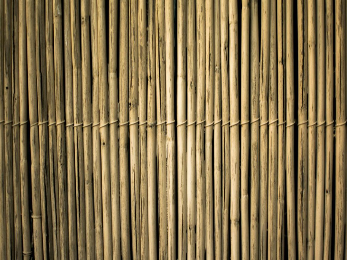 pexels-chiecharon-2463358.jpg