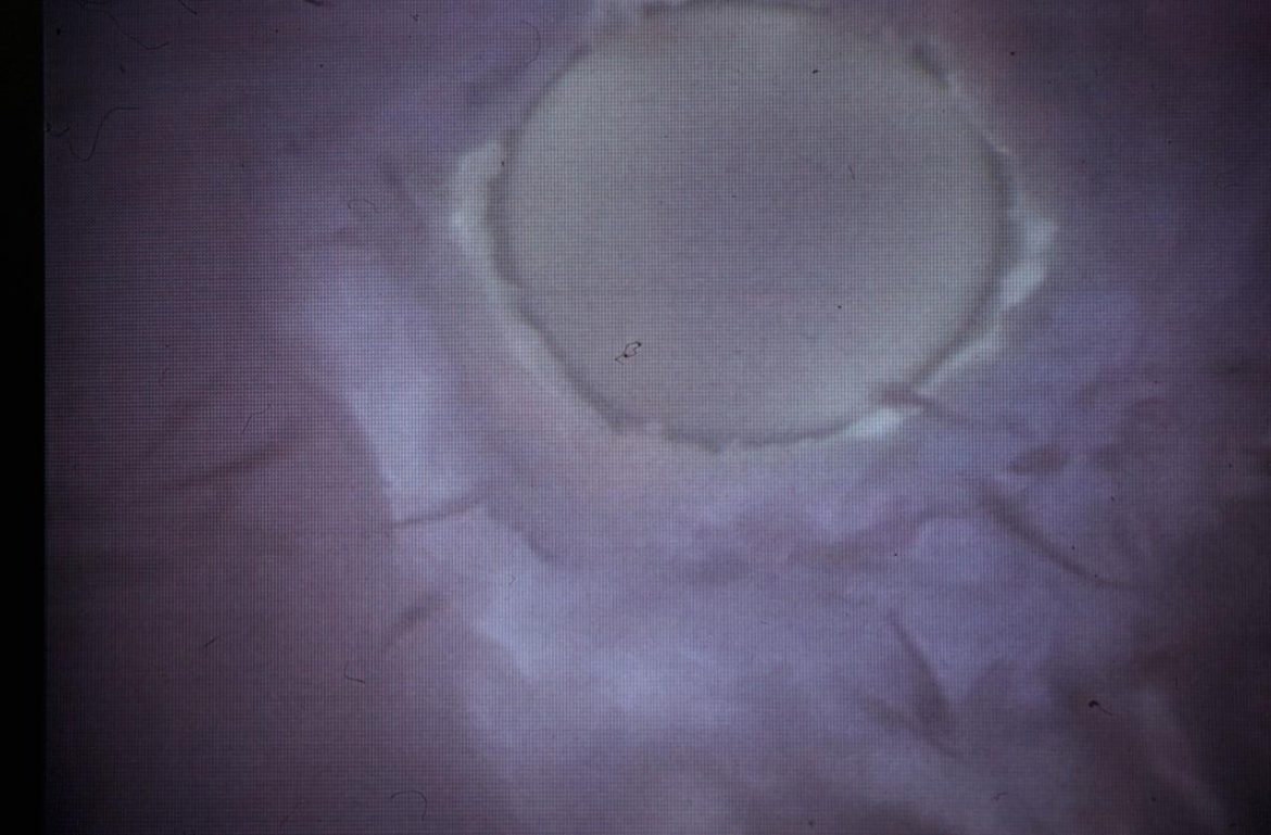spermatozoi_ovulo_fg.jpg