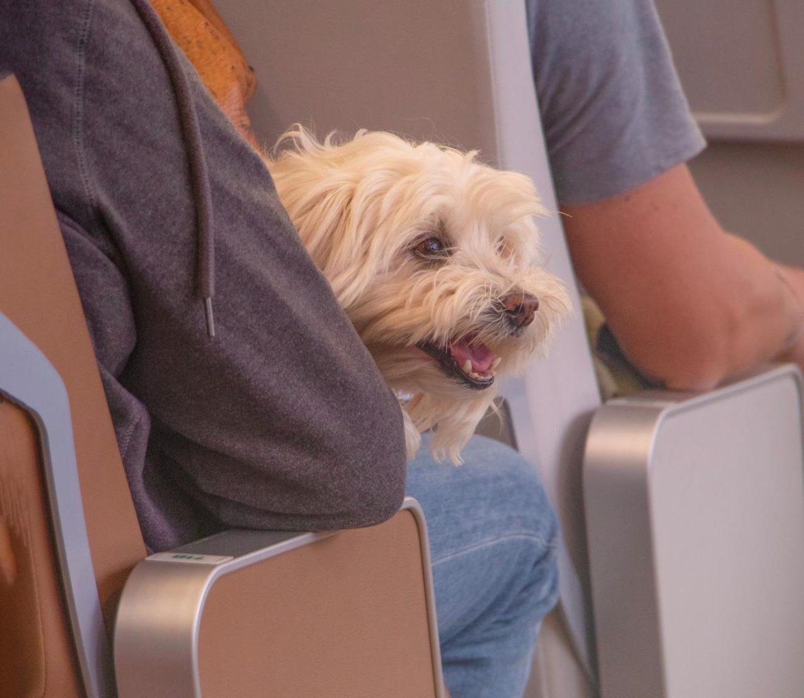 cane-aereo-free.jpeg